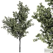 tree 2