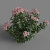 MT PM V70 Hydrangea macrophylla LavenderBlush 01 06