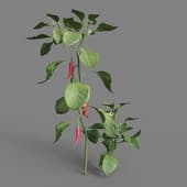 MT PM V38 Capsicum annuum 01 07