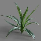 Rohdea japonica 01