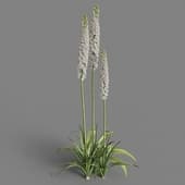 Eremurus himalaicus 04