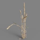 MT PM V38 Triticum 01 08