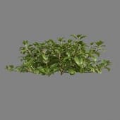 MT PM V82 Lysimachia christinae 01 02