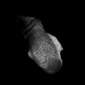 Finger_Print_40