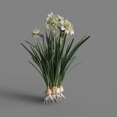 MT PM V69 Narcissus tazetta 01 05
