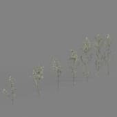 AM226 004 Galium