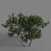 MT PM V85 Myrica pensylvanica 01 02