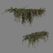 English ivy Creeper
