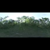 SunnyClearing