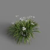 MT PM V69 Iris confusa 01 04