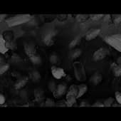 Fingerprints_12