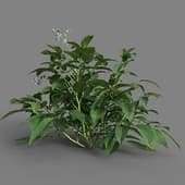MT PM V38 Solanum tuberosum 01 07