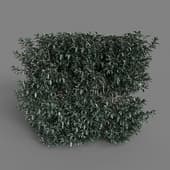 MT PM V77 Vaccinium ovatum 01 02