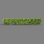 Straight Hedge Long