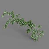 MT PM V82 Tetrastigma umbellatum 01 05