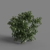 MT PM V77 Stachyurus praecox 01 03
