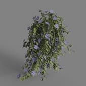 MT PM V86 Vinca major 01 06