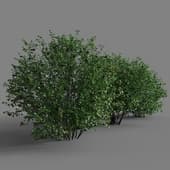 Aronia melanocarpa
