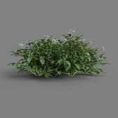 MT PM V38 Solanum tuberosum 01 09
