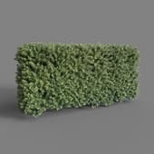 taxus bacata hedge