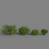 Euonymus bush 04