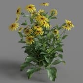Rudbeckia laciniata 05