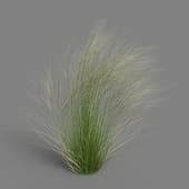 MT PM V55 Stipa tenuissima 01 04