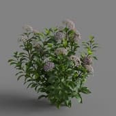 MT PM V70 Hydrangea macrophylla Thistle 01 03