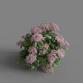 MT PM V70 Hydrangea macrophylla LightPink 01 06