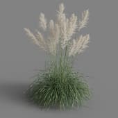 Cortaderia selloana 01 06