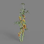 MT PM V38 Solanum lycopersicum 01 09