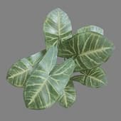 MT PM V4 Syngonium podophyllum 04