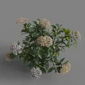 MT PM V70 Hydrangea macrophylla Mix 01 01
