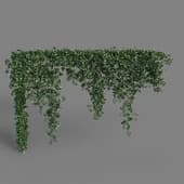 MT PM V68 Trachelospermum jasminoides 01 04