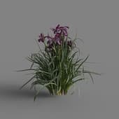 MT PM V69 Iris sanguinea 01 01