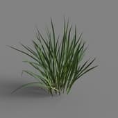 MT PM V65 Acorus calamus 01 05
