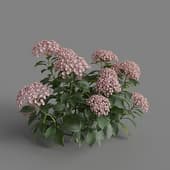 MT PM V70 Hydrangea macrophylla LavenderBlush 01 03