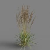 MT PM V65 Calamagrostis acutiflora 01 04