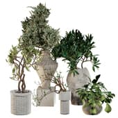 Plants in ceramic pots