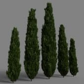 Cypress 1209227.596740ef241b7