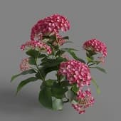 MT PM V70 Hydrangea macrophylla LightCrimson 01 02
