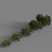 Кусты 2