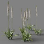 Eremurus himalaicus SET