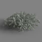MT PM V66 Jacobaea maritima 01 05