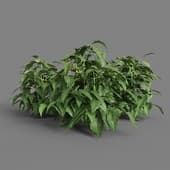 MT PM V38 Solanum lycopersicum 01 02