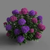 MT PM V66 Hydrangea macrophylla 01 05