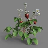 MT PM V38 Fragaria 01 07