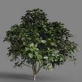 MT PM V58 Aucuba japonica 01 02