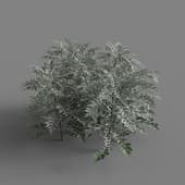 MT PM V66 Jacobaea maritima 01 06