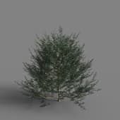 MT PM V58 Taxus chinensis 01 04